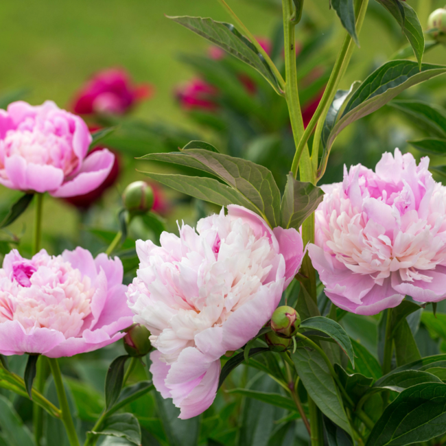 Garden Peony - Sorbet 2 Gal