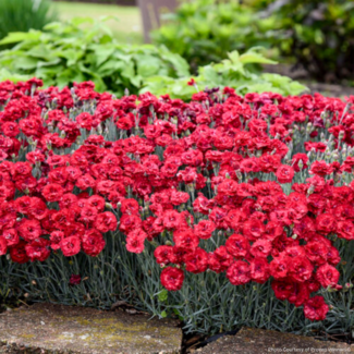 Dianthus - Maraschino PW 1 Gal