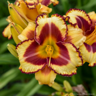 Daylily - Blazing Glory PW 1 Gal