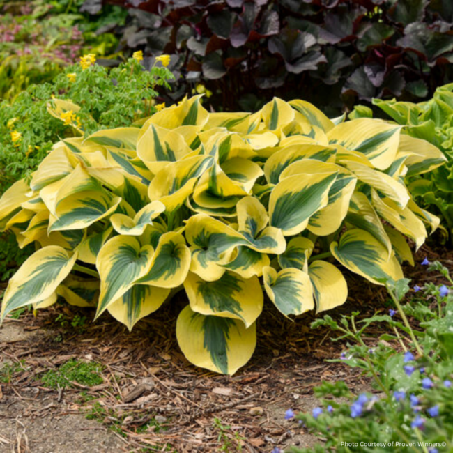 Hosta - Autumn Frost PW 1 GAL