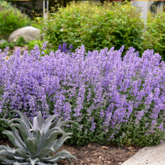 Nepeta Catmint - Cat's Meow PW 1 Gal