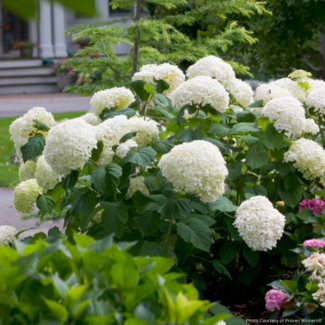 Hydrangea - Incrediball PW