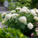 Hydrangea - Incrediball PW