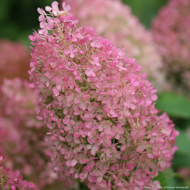 Hydrangea - Bobo PW 2 Gal