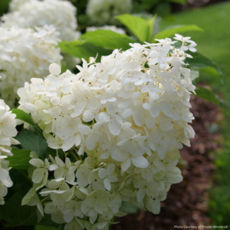 Hydrangea - Puffer Fish PW 2 Gal