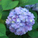 Hydrangea - Let's Dance Sky View PW 2 Gal
