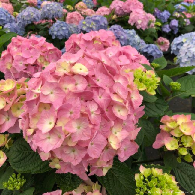 Hydrangea - Let's Dance Sky View PW 2 Gal