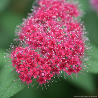 Spirea - Double Play Red PW 2 Gal