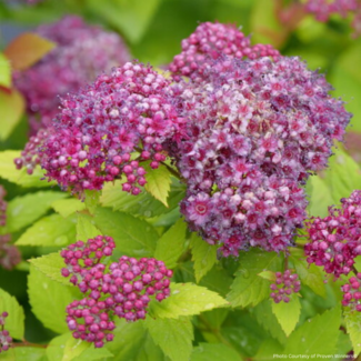 Spirea - Double Play Dolly PW 2 Gal