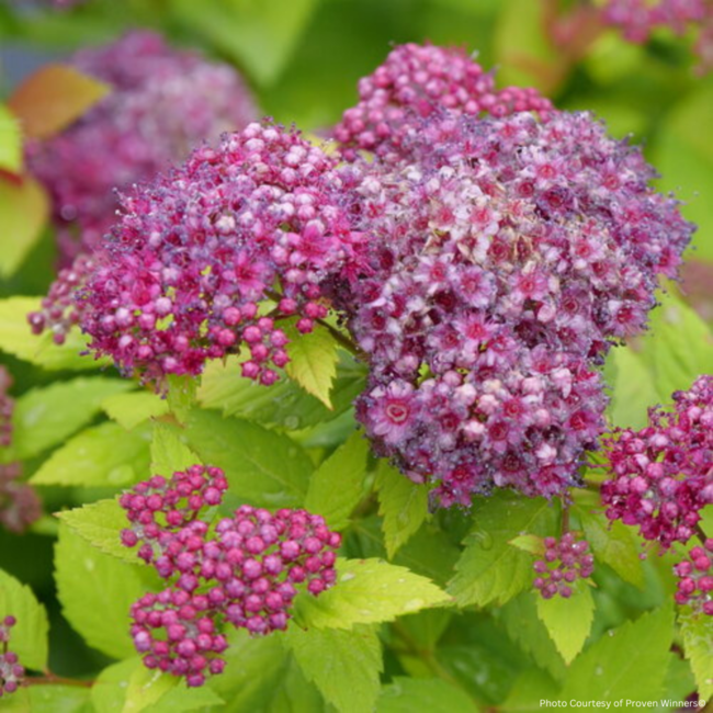 Spirea - Double Play Dolly PW 2 Gal