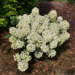 Hydrangea - Tiny Quick Fire PW 2 Gal