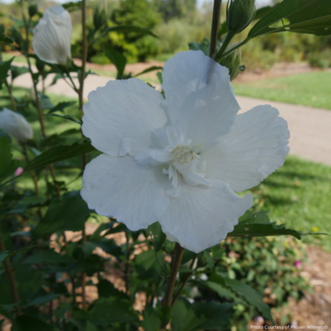 Rose of Sharon Hibiscus - White Pillar PW 2 Gal