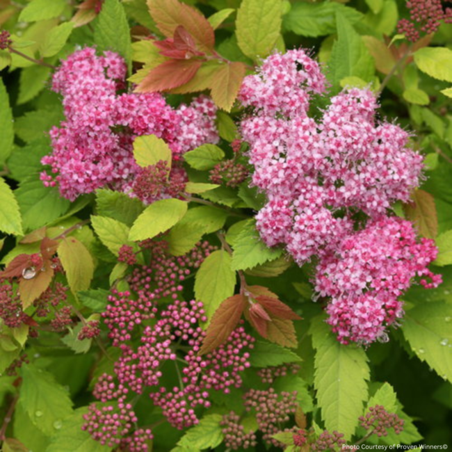 Spirea - Double Play Big Bang PW 2 Gal