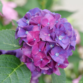 Hydrangea - Wee Bit Grumpy PW 2 Gal