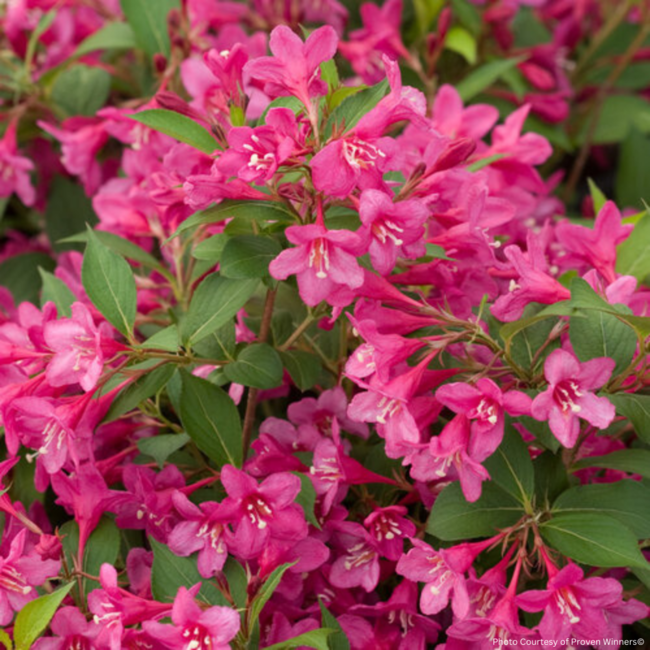Weigela - Sonic Bloom Pink PW 2 Gal