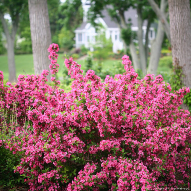 Weigela - Sonic Bloom Pink PW 2 Gal