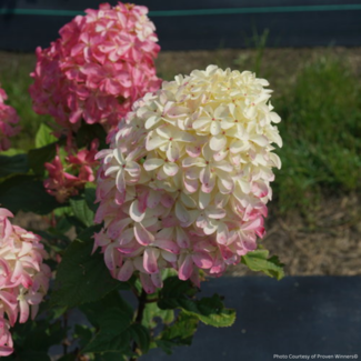 Hydrangea - Quick Fire Fab PW 2 Gal