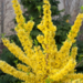 Forsythia  - Show Off PW 30cm 2 Gal