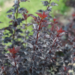 Ninebark - Summer Wine Black PW 2 Gal