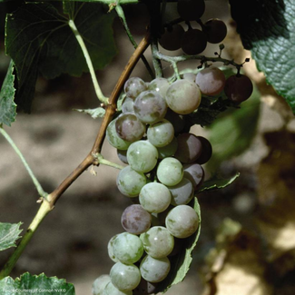 Grape - Himrod (Seedless)