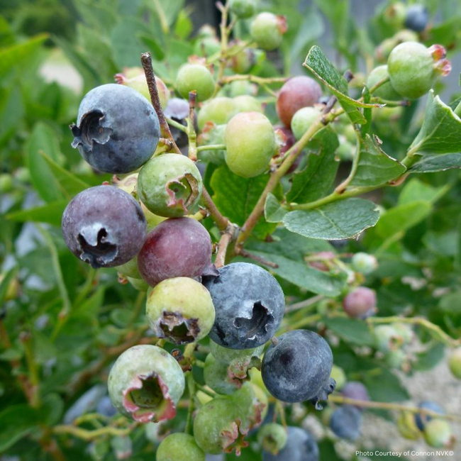 Blueberry - Blue Gold 1 Gal