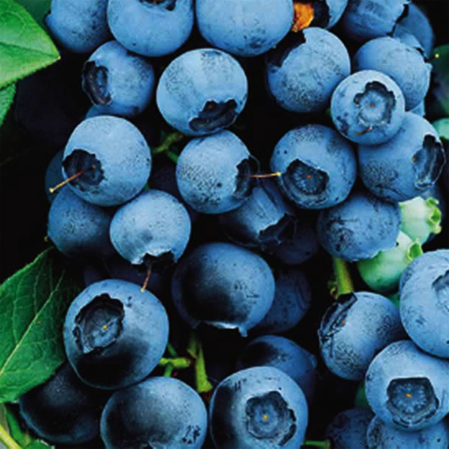 Blueberry - Northland