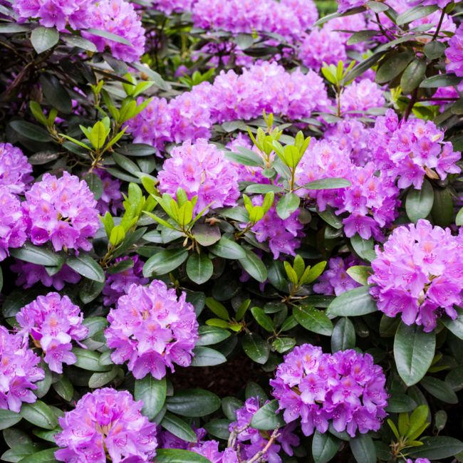 Rhododendron - Minnetonka 50cm 3 Gal