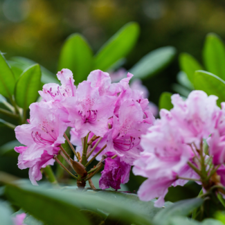 Rhododendron - Haaga 3 Gal
