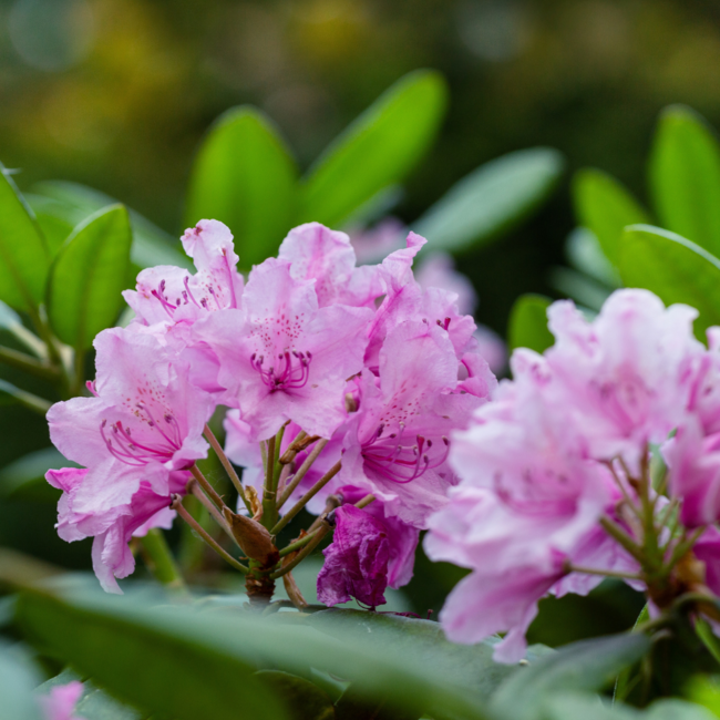 Rhododendron - Haaga 3 Gal