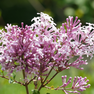 Lilac - Miss Kim 40cm 3 Gal
