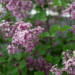 Dwarf Korean Lilac 3 Gal