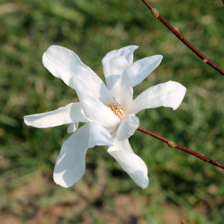 Magnolia - Royal Star 60cm 5 Gal