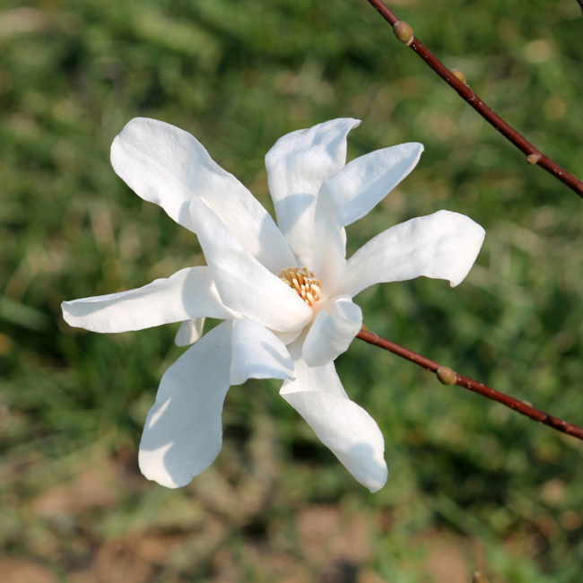 Magnolia - Royal Star 60cm 5 Gal