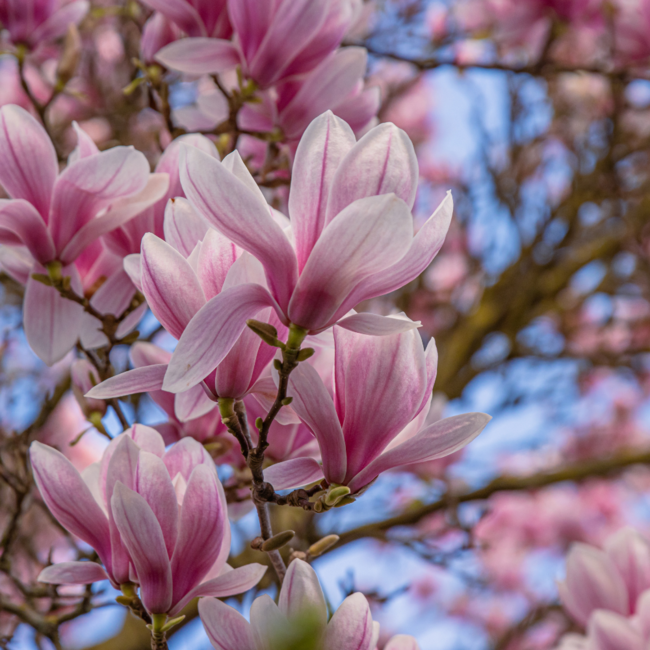 Saucer Magnolia