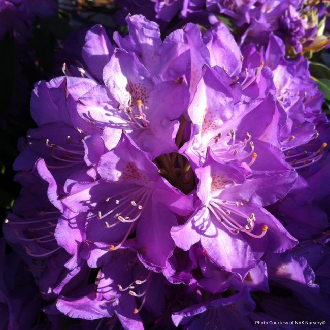 Rhododendron - Purpureum Elegans 2 Gal