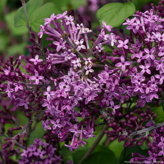 Lilac - Bloomerang Dark Purple PW