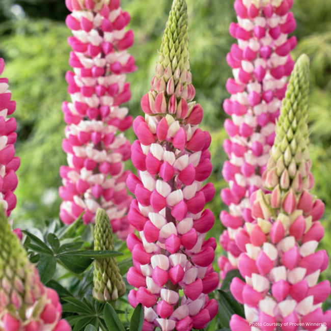 Lupin - West Country Rachel de Thame 1 Gal