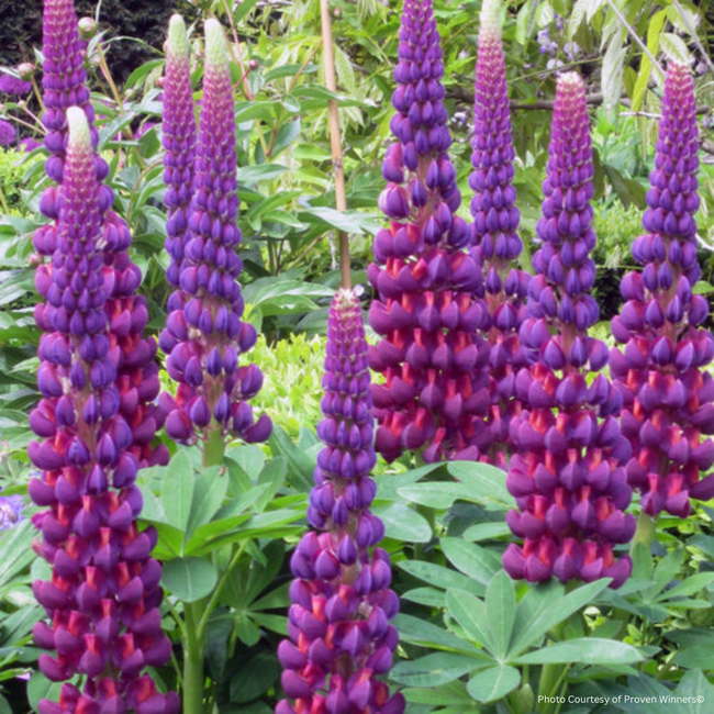 Lupin - West Country Masterpiece 1 Gal