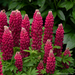Lupin - Gallery Red 1 Gal