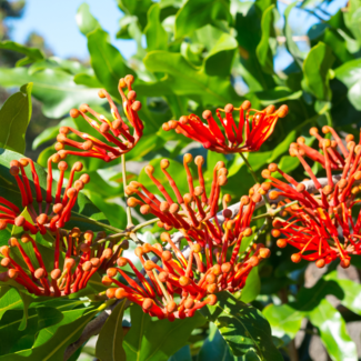 Honeysuckle - Mandarin 2 Gal