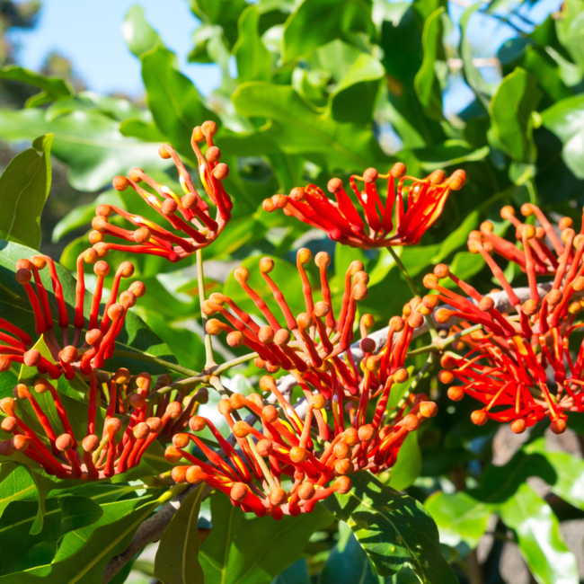 Honeysuckle - Mandarin 2 Gal