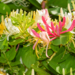 Honeysuckle - Goldflame 2 Gal