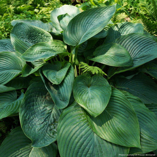 Hosta - Empress Wu PW