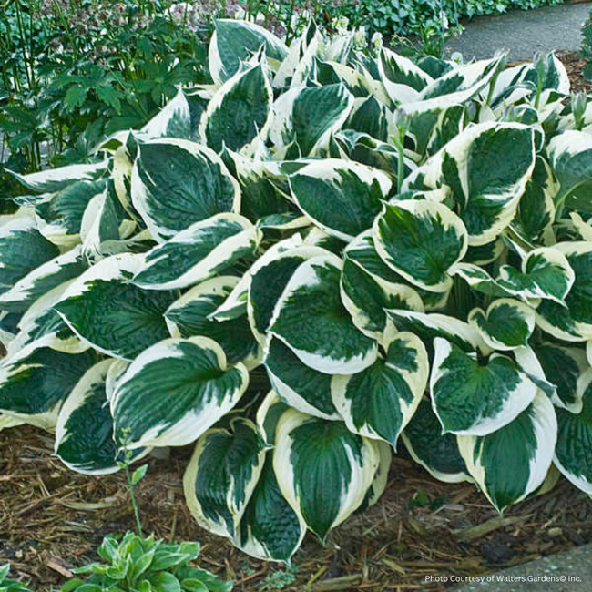 Hosta - Minuteman