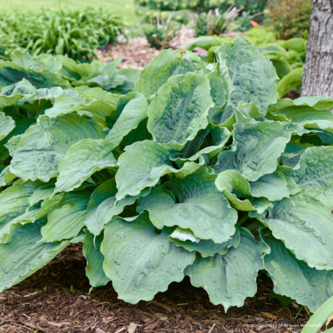 Hosta - Diamond Lake PW