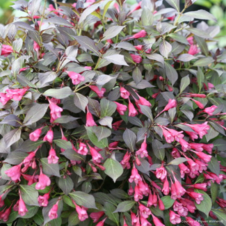 Weigela - Midnight Wine Shine PW 2 Gal