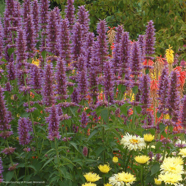 Agastache - Blue Boa 1 Gal