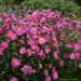 Anemone - Fall in Love Sweetly PW 1 Gal