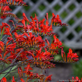 Crocosmia - Lucifer 1 Gal