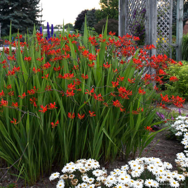 Crocosmia - Lucifer 1 Gal